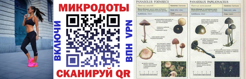 blacksprut зеркало  Дрезна  Псилоцибиновые грибы мицелий 